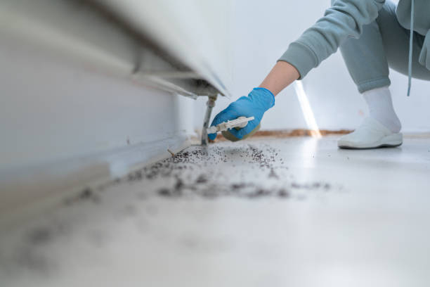 Best Ant Control Services  in Eldorado, TX